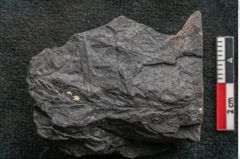 Foto (Detailansicht) von Thinnfeldia gracilis Ettingshausen (NHMW-GEO-2024-0188-10317)